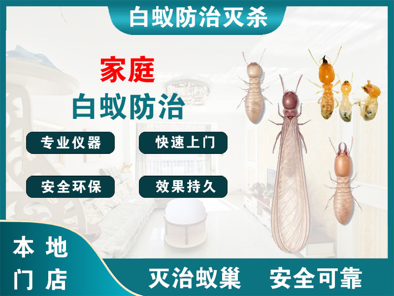 建德家庭白蚁防治
